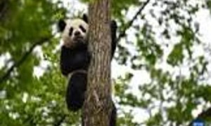 成都大熊猫：自然之宝与城市之骄傲