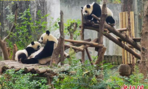 成都新热门：探秘熊猫基地，体验城市与自然的和谐共生