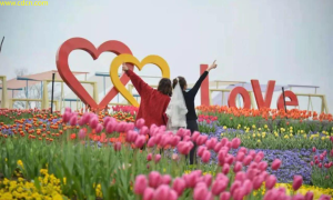 成都新热门：锦城公园花海盛放，探寻都市中的自然之美