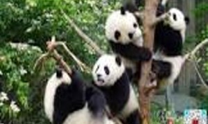 熊猫亲子乐园：成都亲子游的温馨之选
